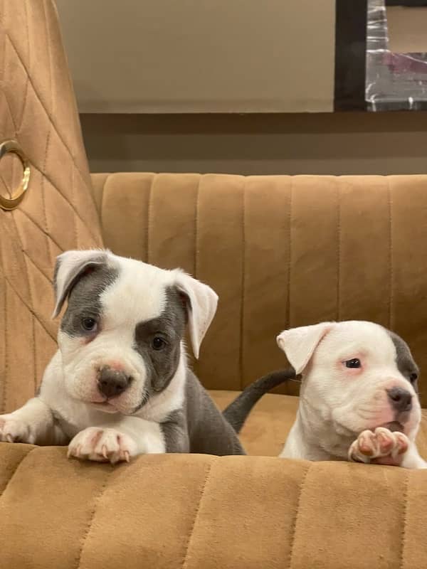 Pocket American bully puppies 0