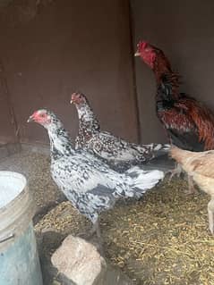 Aseel hens are available for sale