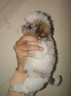 shihtuz female or nale forsale