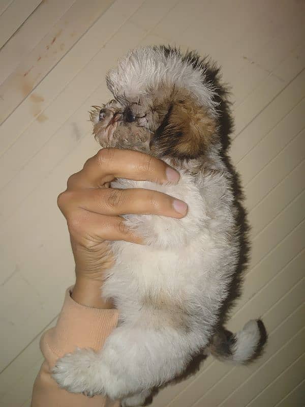 shihtuz female or nale forsale 0