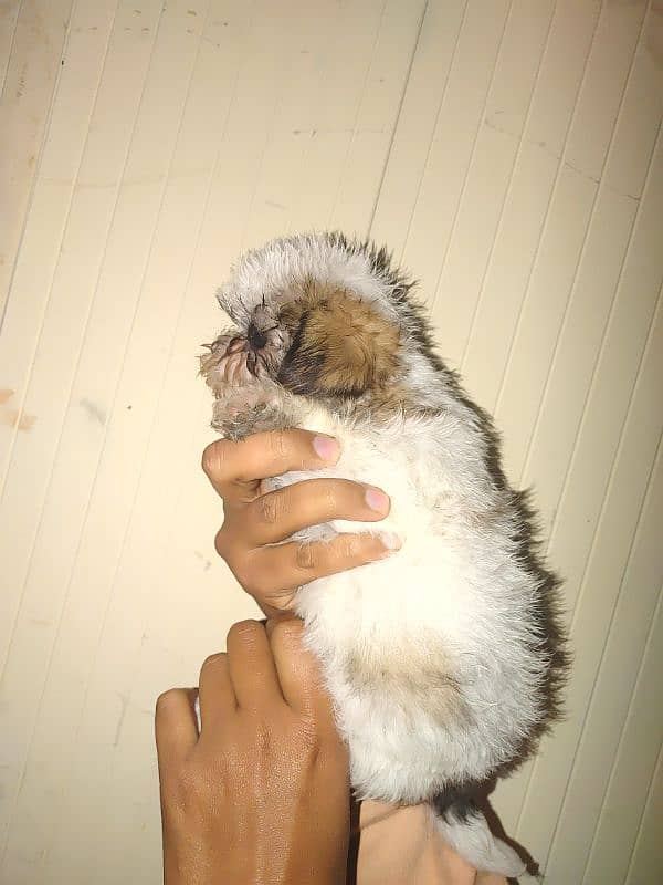 shihtuz female or nale forsale 1