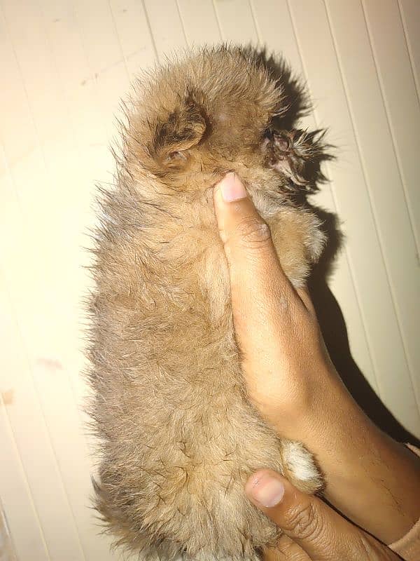 shihtuz female or nale forsale 3