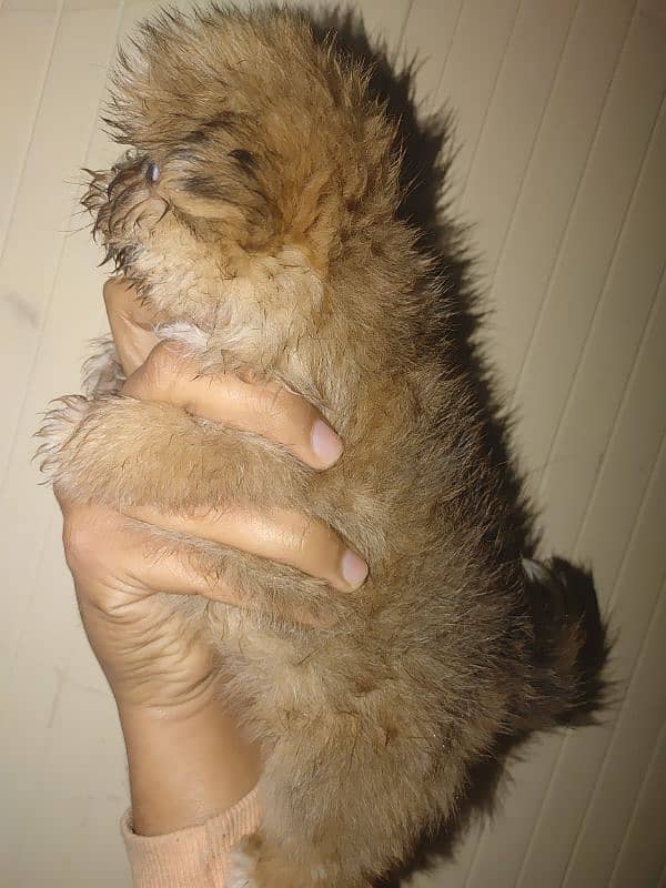 shihtuz female or nale forsale 4