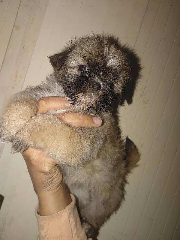 shihtuz female or nale forsale 5