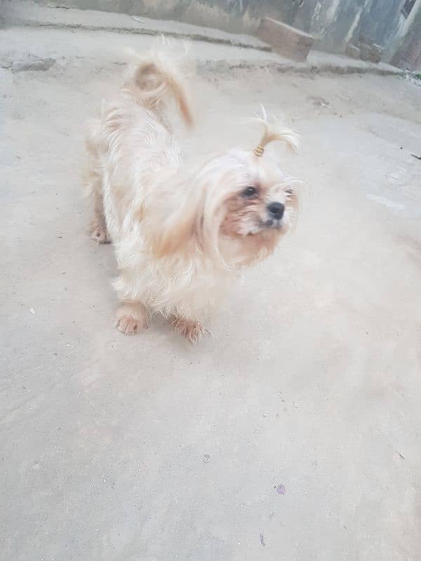 shihtuz female or nale forsale 11