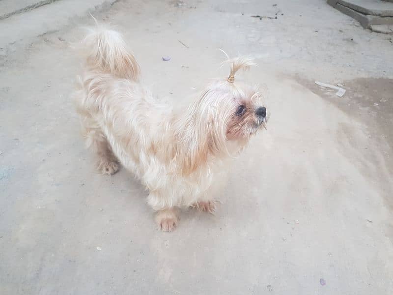 shihtuz female or nale forsale 12