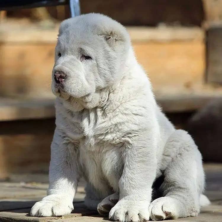 chow chow dogs and puppies / import from russia 03704956262 7