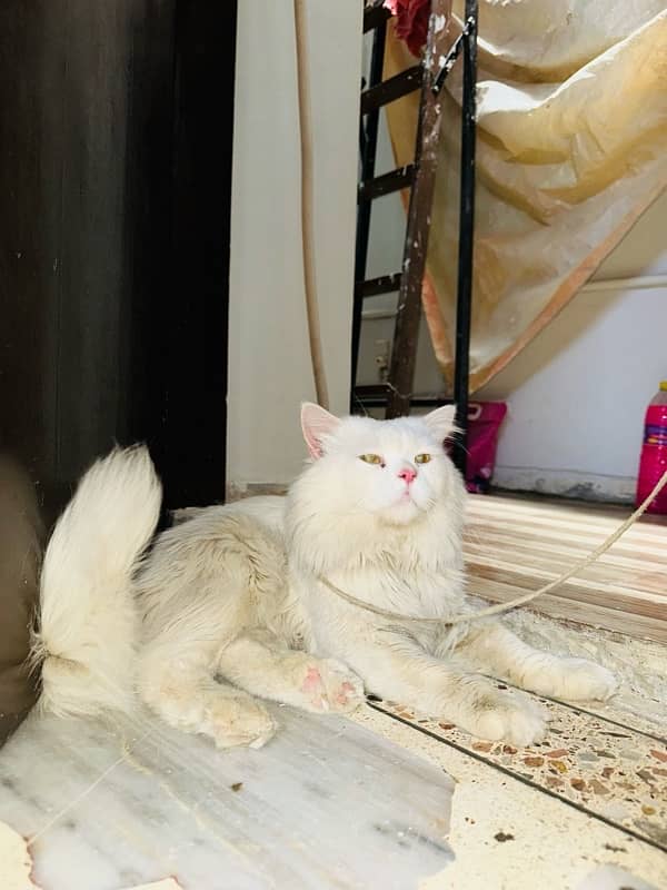 I want to sell my Male Persian Cat. 0