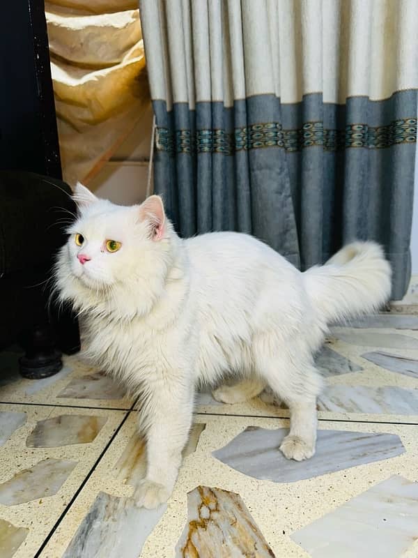 I want to sell my Male Persian Cat. 2