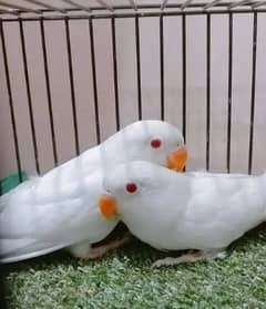 Albino Red Eye Pair  0324 4333108