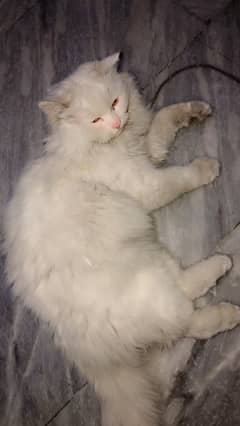 Purebred Male Cat for Sale 