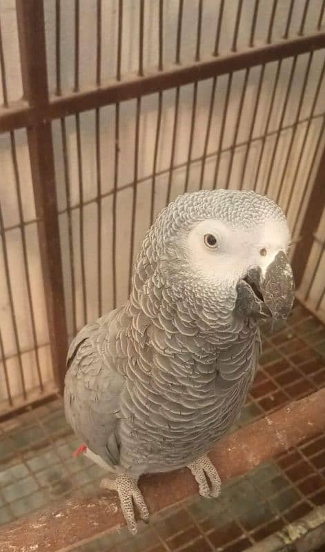 Semi Tamed African grey for sale 0