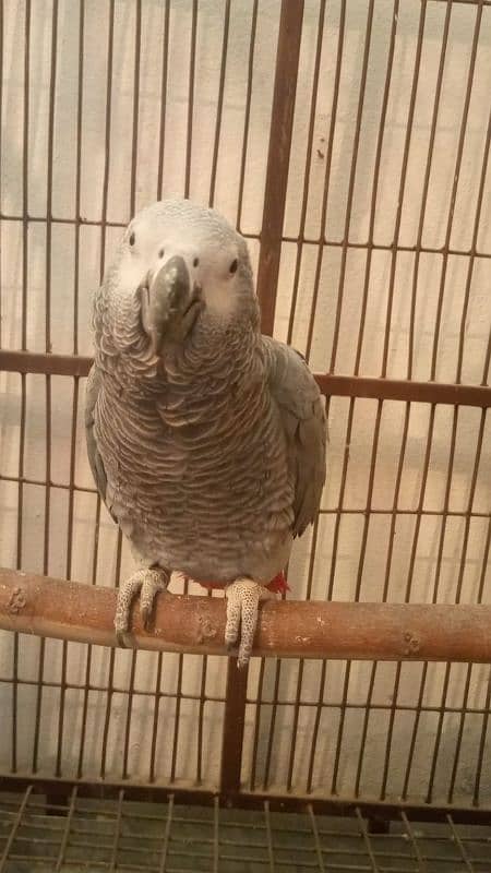 Semi Tamed African grey for sale 1