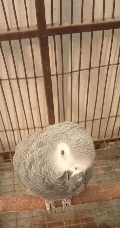 Semi Tamed African grey for sale 2