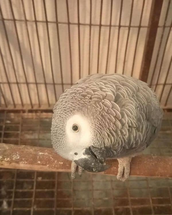 Semi Tamed African grey for sale 3