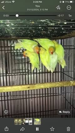 Albino Cremino Birds available