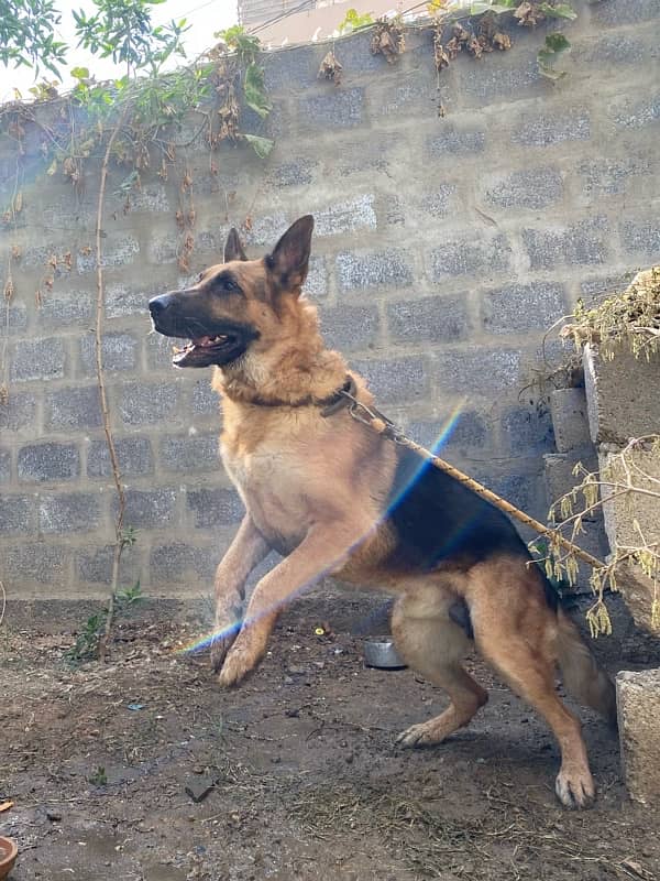 Heavy German Shepherd Male For Stud 0