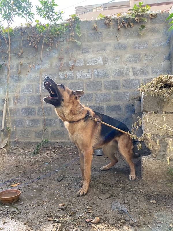 Heavy German Shepherd Male For Stud 1