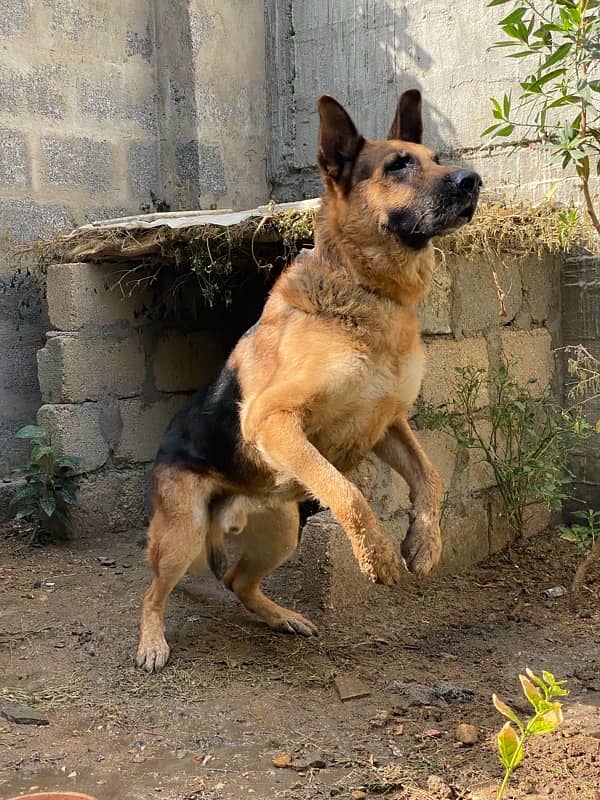 Heavy German Shepherd Male For Stud 2