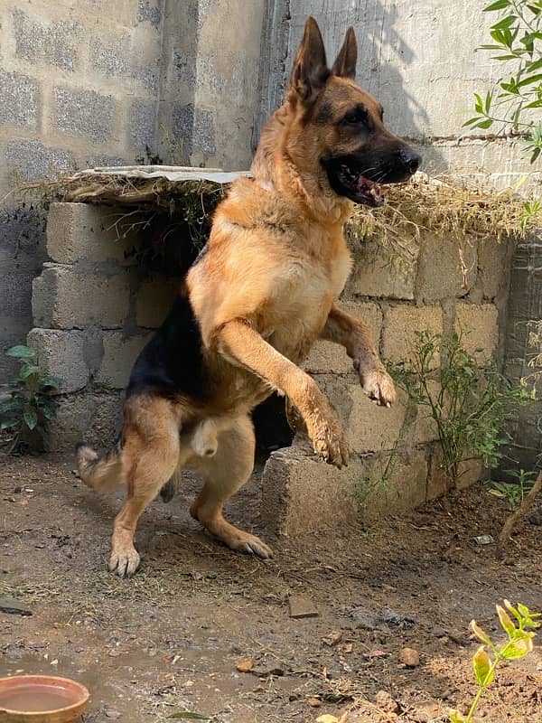 Heavy German Shepherd Male For Stud 3