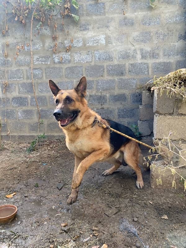 Heavy German Shepherd Male For Stud 4