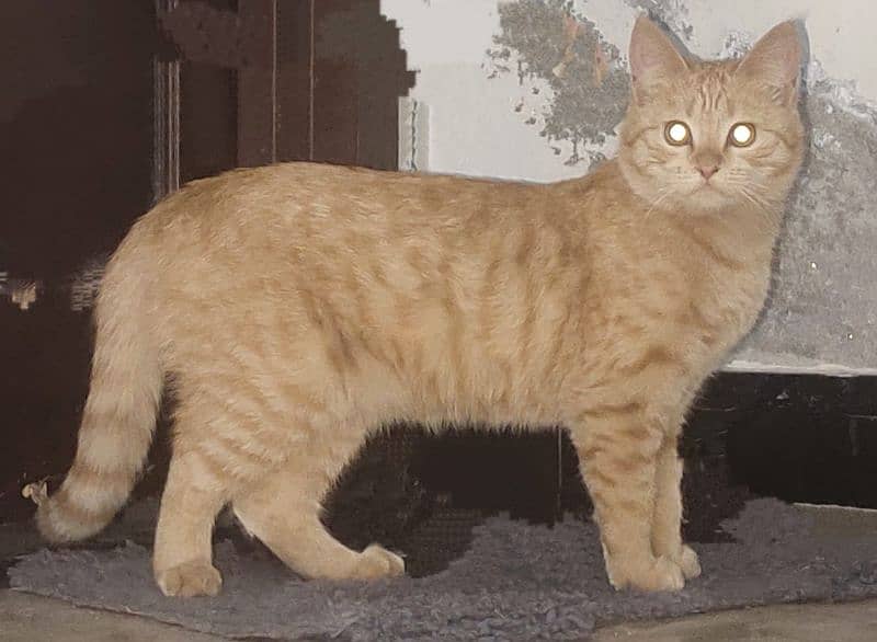 Semi Persian Ginger Female Cat 1