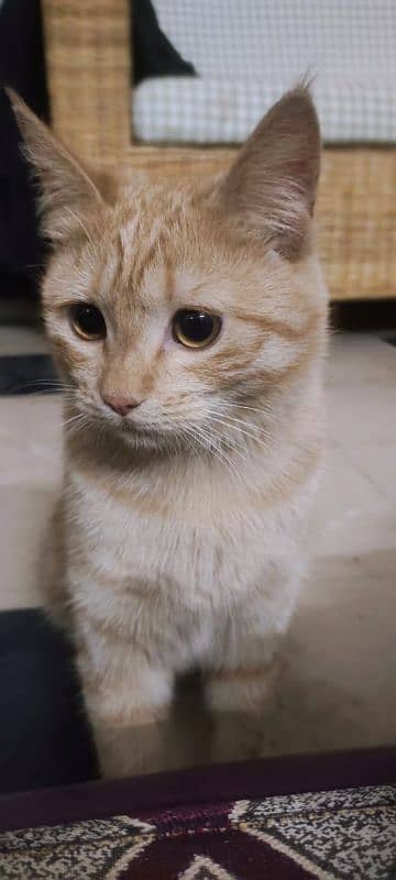 Semi Persian Ginger Female Cat 2