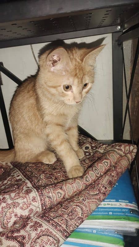 Semi Persian Ginger Female Cat 3