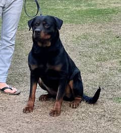 Pedigree Show Winner Adult Female