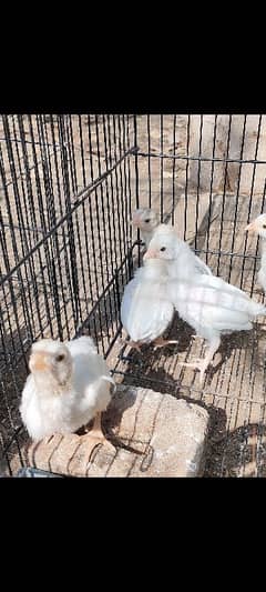 Heera Aseel Breeders & chicks|Shamo cross Black chicks|