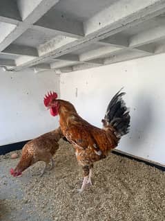 hen