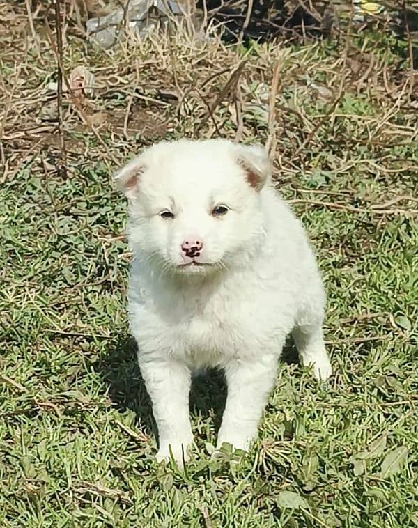 Russian puppy male age 2 month zero size 0