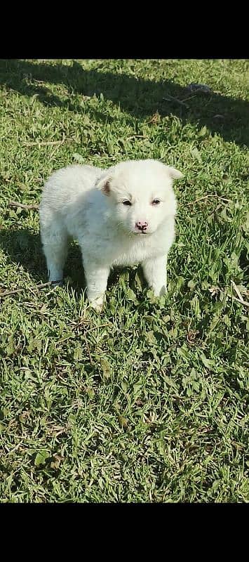 Russian puppy male age 2 month zero size 1