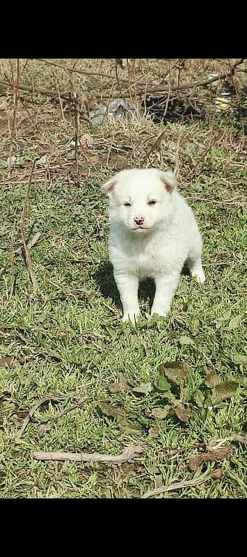 Russian puppy male age 2 month zero size 2