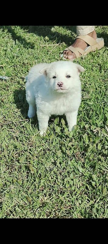 Russian puppy male age 2 month zero size 3