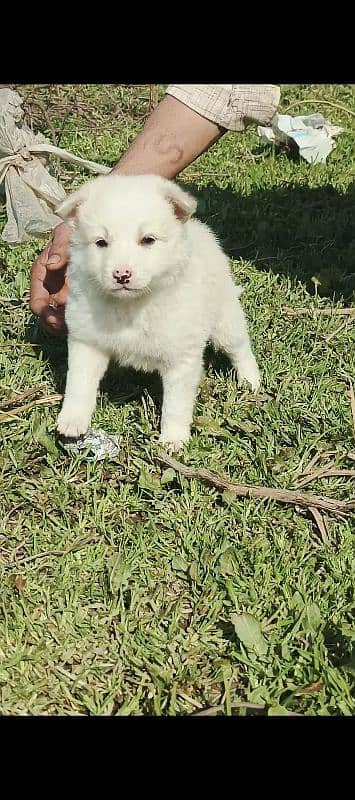 Russian puppy male age 2 month zero size 4