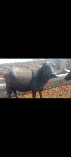 Pregnant Buffalo for sale