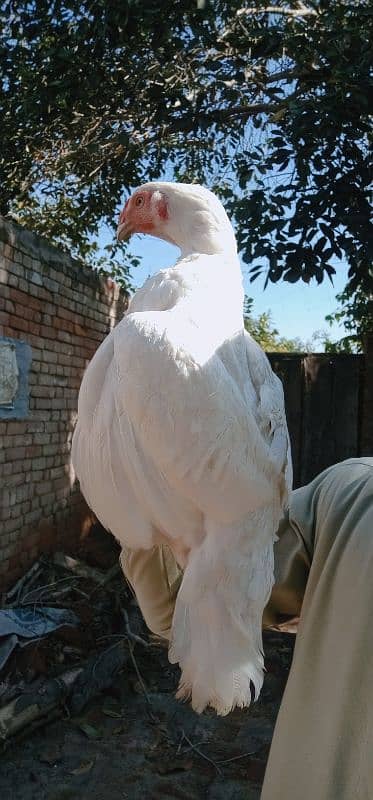 High qualitybreederfemaleforsale wite breed kay sat 03040701472 2