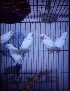 Albino splits Latino breeder pair