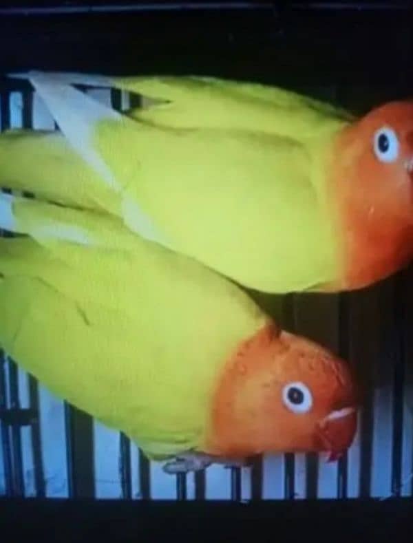 Albino splits Latino breeder pair 1