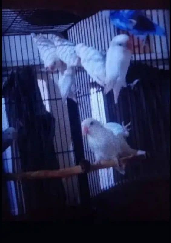 Albino splits Latino breeder pair 3