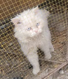 persian blue eyes male and female