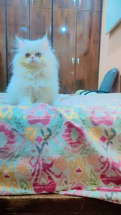 persian extrme punch odd eyes female kitten