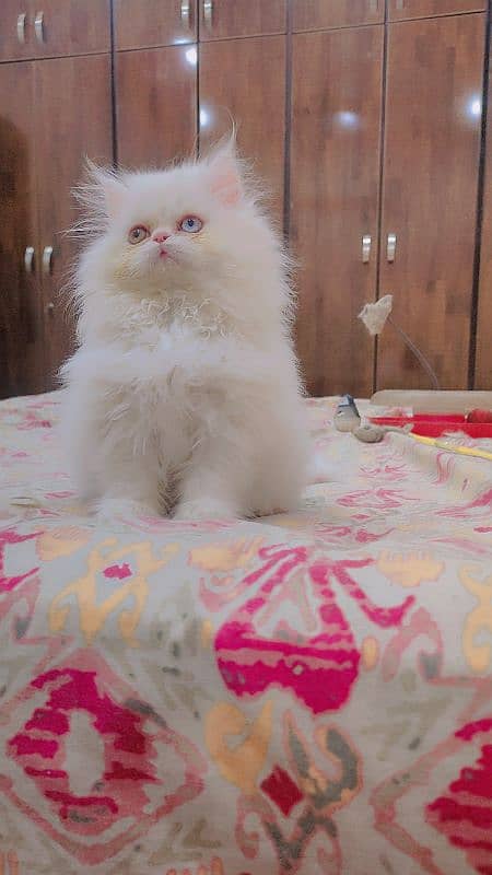 persian extrme punch odd eyes female kitten 1