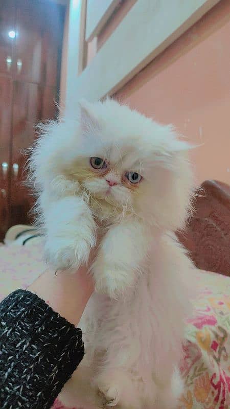 persian extrme punch odd eyes female kitten 2