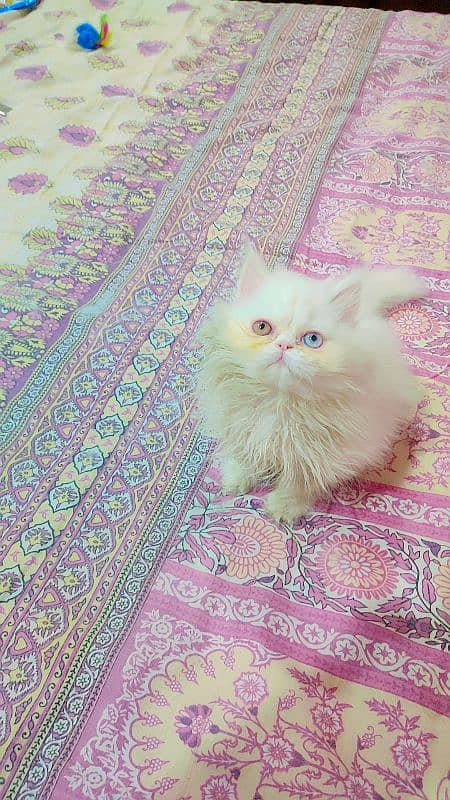 persian extrme punch odd eyes female kitten 3