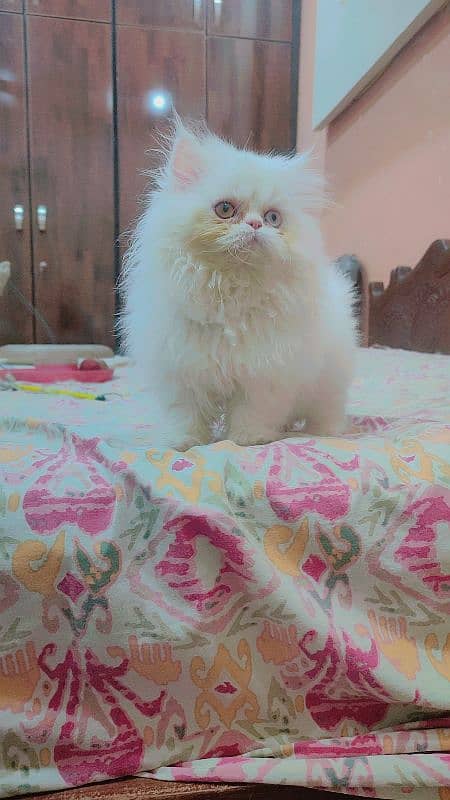 persian extrme punch odd eyes female kitten 4