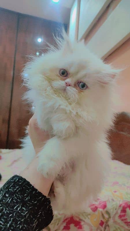 persian extrme punch odd eyes female kitten 5