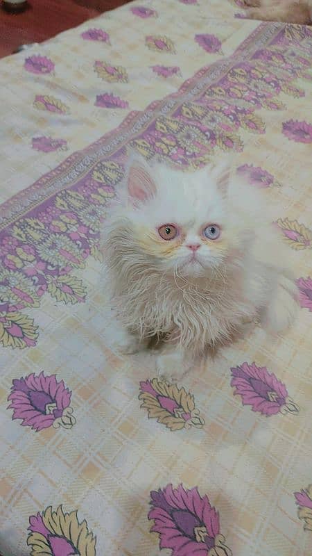 persian extrme punch odd eyes female kitten 6