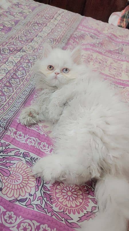 persian extrme punch odd eyes female kitten 7